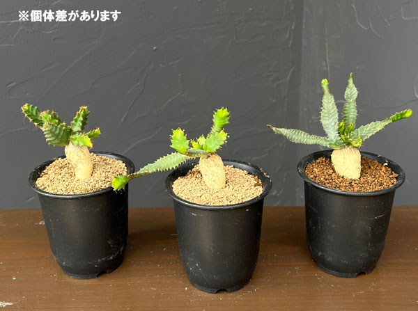 ユーフォルビア：ステラータ　(飛竜)　3号鉢植え