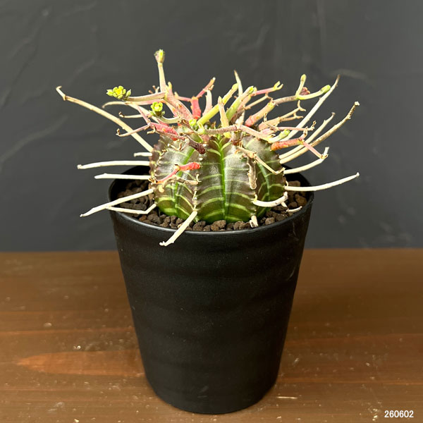 ユーフォルビア：バリダ(スーパーバリダ実生)　3号鉢植え