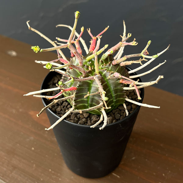 ユーフォルビア：バリダ(スーパーバリダ実生)　3号鉢植え