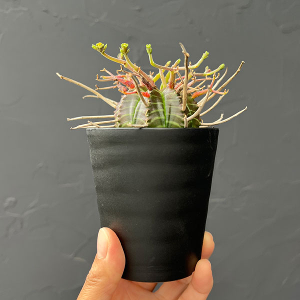 ユーフォルビア：バリダ(スーパーバリダ実生)　3号鉢植え