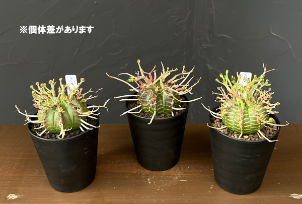 ユーフォルビア：バリダ(スーパーバリダ実生)　3号鉢植え