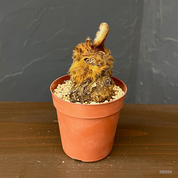 タカワラビ：ゴールデンチャウチャウ（キンモウコウ）　2.5号鉢植え