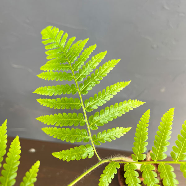 タカワラビ:ゴールデンチャウチャウ(キンモウコウ) 2.5号鉢植え