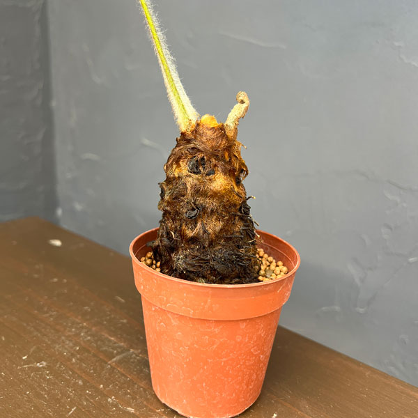 タカワラビ:ゴールデンチャウチャウ(キンモウコウ) 2.5号鉢植え