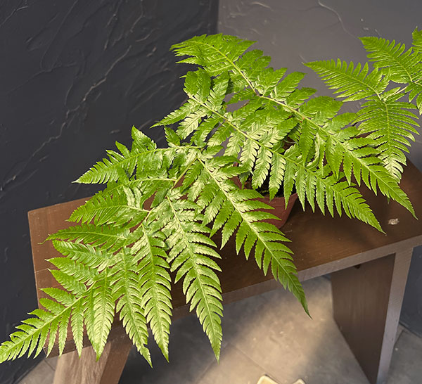 タカワラビ:ゴールデンチャウチャウ(キンモウコウ) 2.5号鉢植え