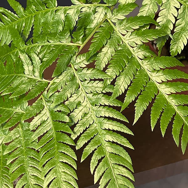 タカワラビ:ゴールデンチャウチャウ(キンモウコウ) 2.5号鉢植え