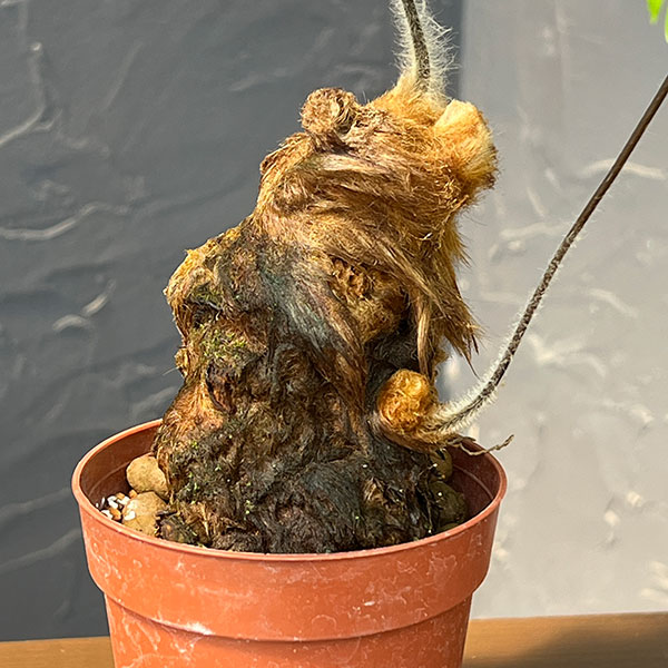 タカワラビ:ゴールデンチャウチャウ(キンモウコウ) 2.5号鉢植え