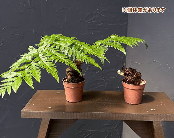 タカワラビ:ゴールデンチャウチャウ(キンモウコウ) 2.5号鉢植え