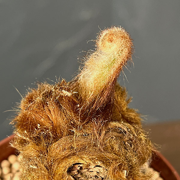 タカワラビ：ゴールデンチャウチャウ（キンモウコウ）　2.5号鉢植え