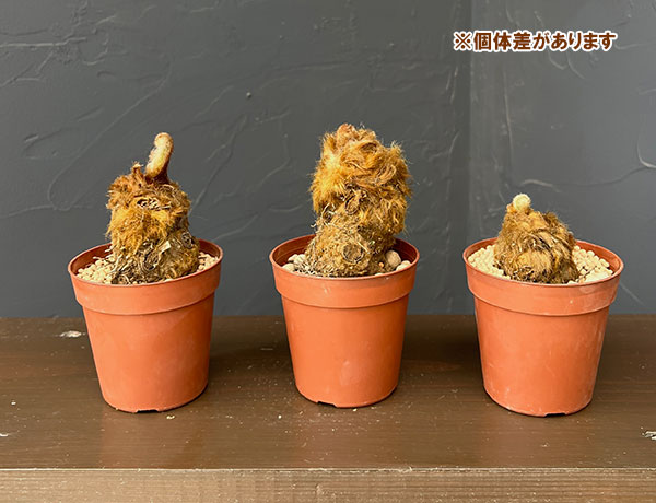 タカワラビ：ゴールデンチャウチャウ（キンモウコウ）　2.5号鉢植え