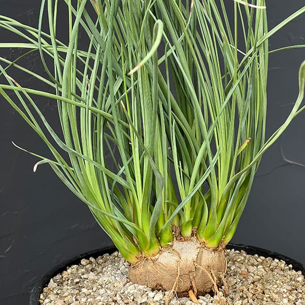 カリバナス：フーケリー 6号鉢植え26-01