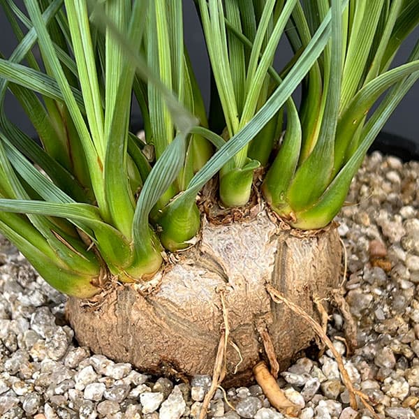 カリバナス：フーケリー 6号鉢植え26-01