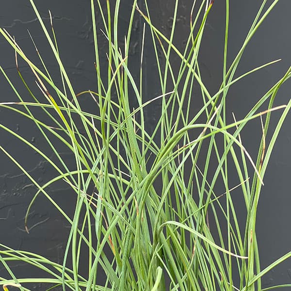 カリバナス：フーケリー 6号鉢植え26-01