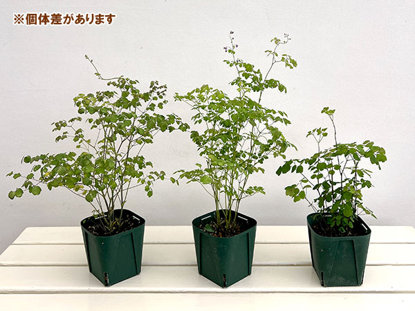 タリクトラム:スプレンダイド11cm角ポット