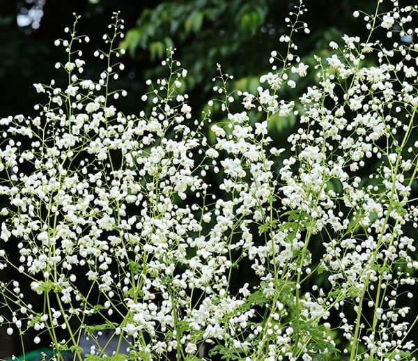 タリクトラム:スプレンダイド ホワイト11cm角ポット