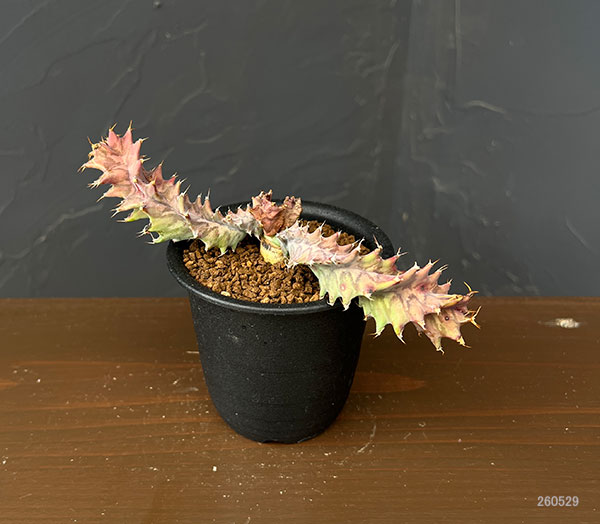 ユーフォルビア：トルチラマ　3号鉢植え