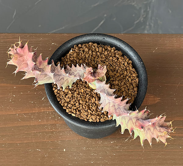 ユーフォルビア：トルチラマ　3号鉢植え