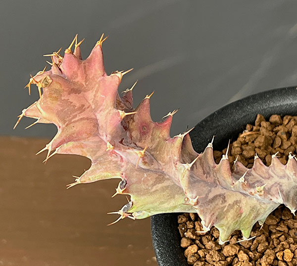 ユーフォルビア：トルチラマ　3号鉢植え