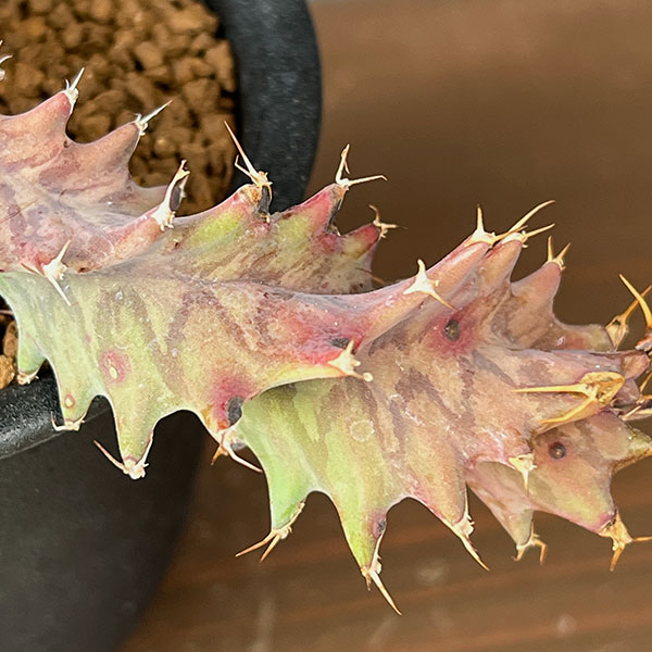 ユーフォルビア：トルチラマ　3号鉢植え