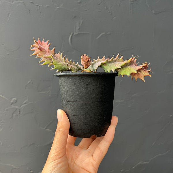 ユーフォルビア：トルチラマ　3号鉢植え