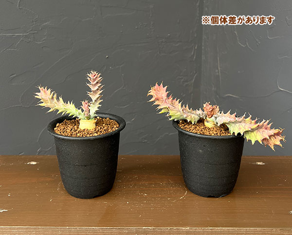 ユーフォルビア：トルチラマ　3号鉢植え