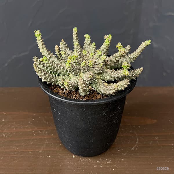 ユーフォルビア：ブレビラマ　3号鉢植え