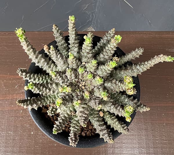 ユーフォルビア：ブレビラマ　3号鉢植え