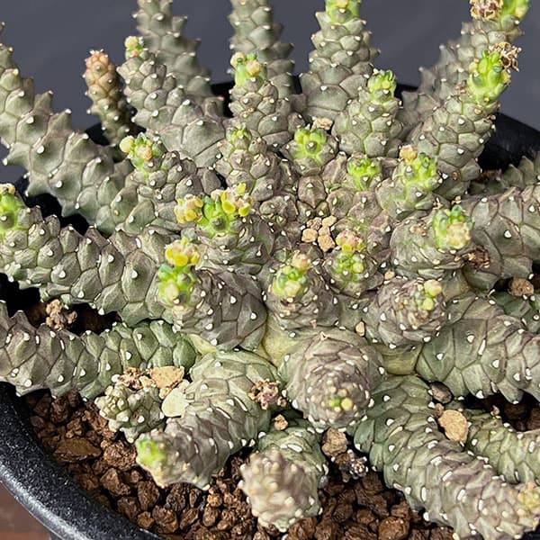 ユーフォルビア：ブレビラマ　3号鉢植え