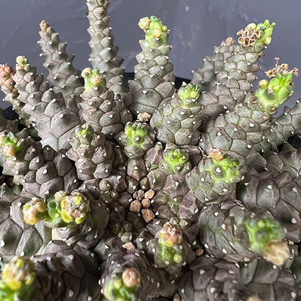 ユーフォルビア：ブレビラマ　3号鉢植え