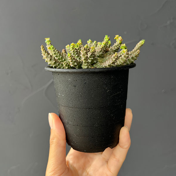 ユーフォルビア：ブレビラマ　3号鉢植え