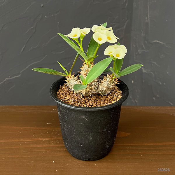 ユーフォルビア：パルビメデューサ×ミリー３号鉢植え