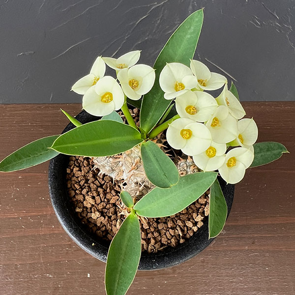 ユーフォルビア：パルビメデューサ×ミリー３号鉢植え