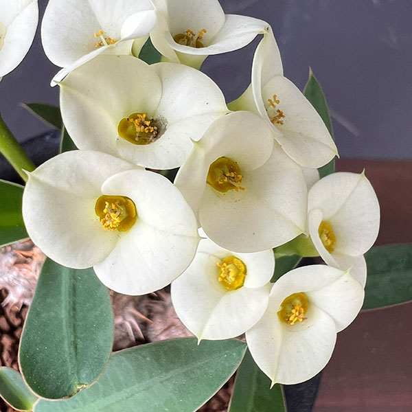ユーフォルビア：パルビメデューサ×ミリー３号鉢植え