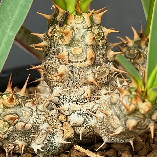 ユーフォルビア：パルビメデューサ×ミリー３号鉢植え