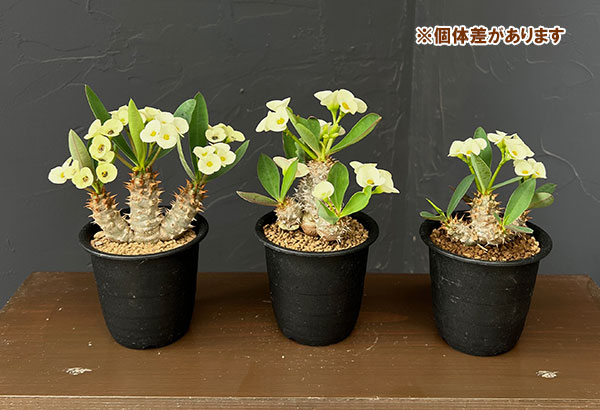 ユーフォルビア：パルビメデューサ×ミリー３号鉢植え