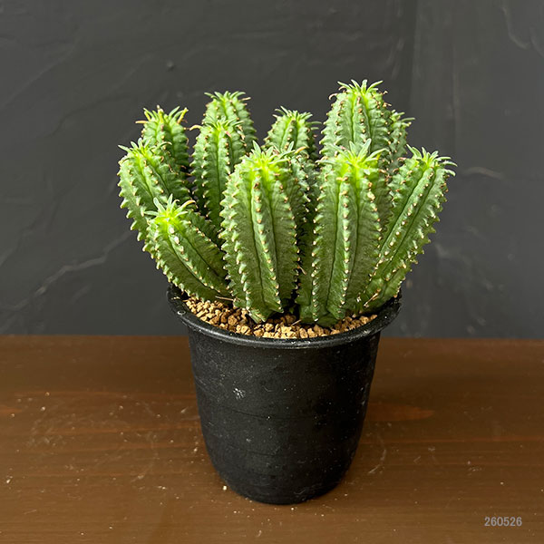 ユーフォルビア:フィムブリアタ×ホリダ 3号鉢植え