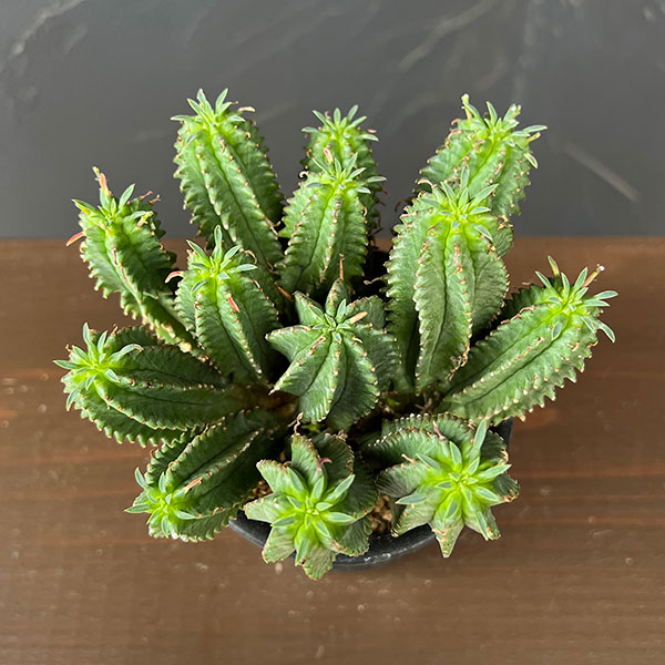 ユーフォルビア:フィムブリアタ×ホリダ 3号鉢植え