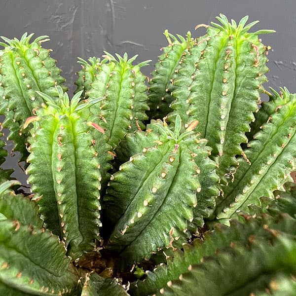 ユーフォルビア:フィムブリアタ×ホリダ 3号鉢植え