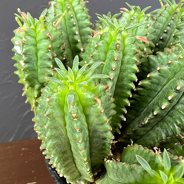 ユーフォルビア:フィムブリアタ×ホリダ 3号鉢植え