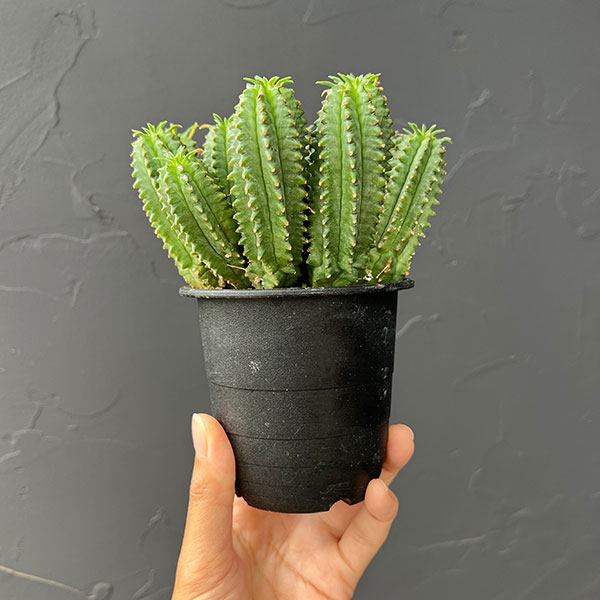 ユーフォルビア:フィムブリアタ×ホリダ 3号鉢植え
