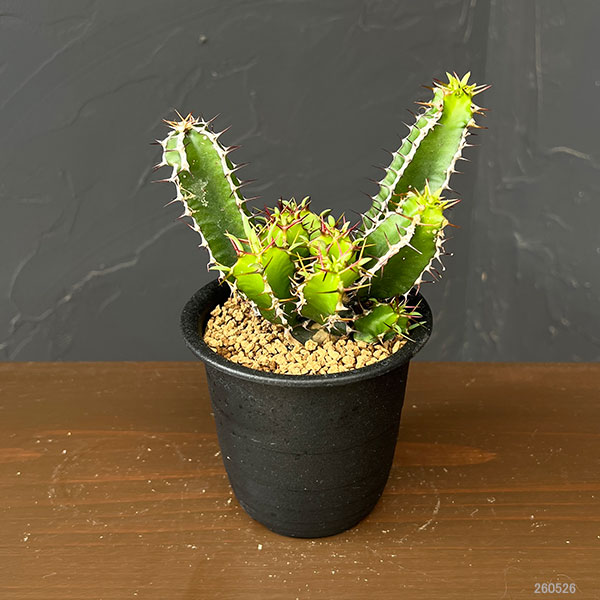 ユーフォルビア：ムランジーナ　3号鉢植え