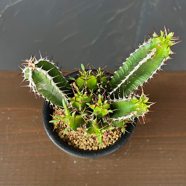 ユーフォルビア：ムランジーナ　3号鉢植え