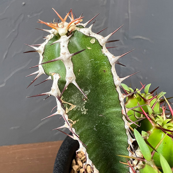 ユーフォルビア：ムランジーナ　3号鉢植え
