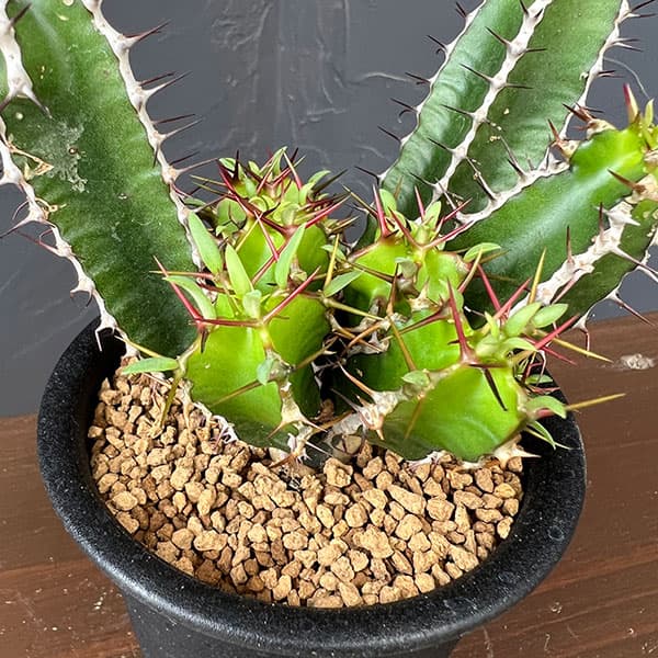 ユーフォルビア：ムランジーナ　3号鉢植え