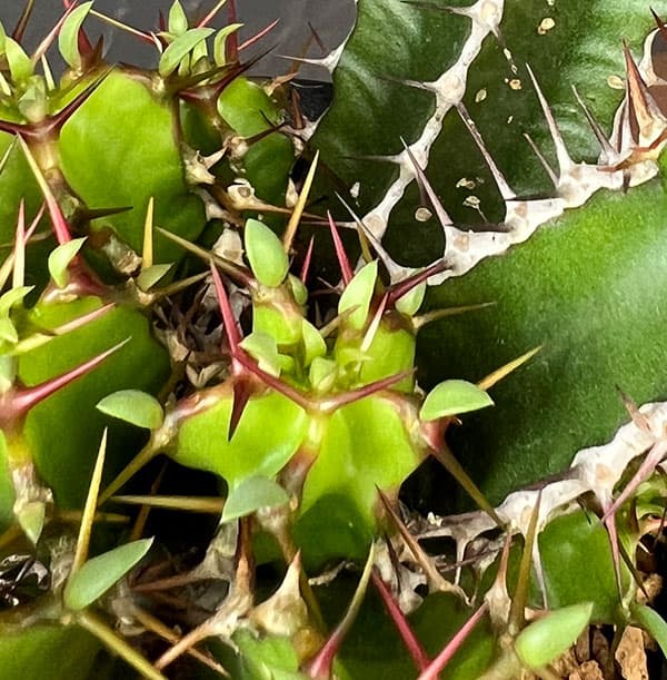 ユーフォルビア：ムランジーナ　3号鉢植え