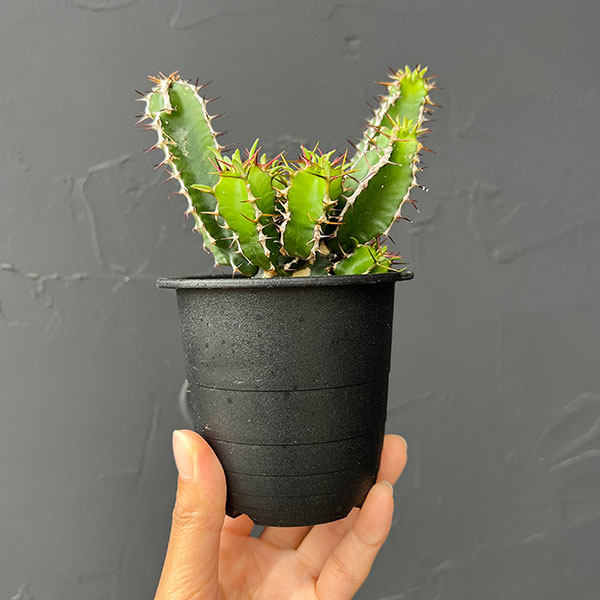 ユーフォルビア：ムランジーナ　3号鉢植え