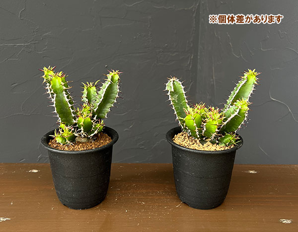ユーフォルビア：ムランジーナ　3号鉢植え