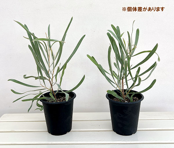 ハケア:シネレア5号鉢植え