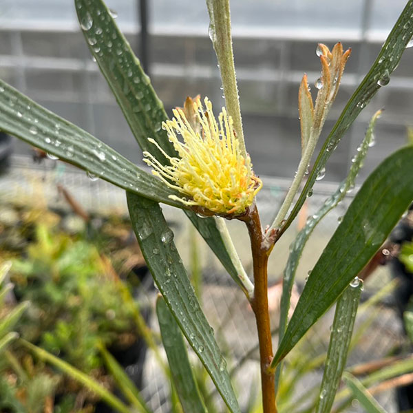 ハケア:シネレア5号鉢植え