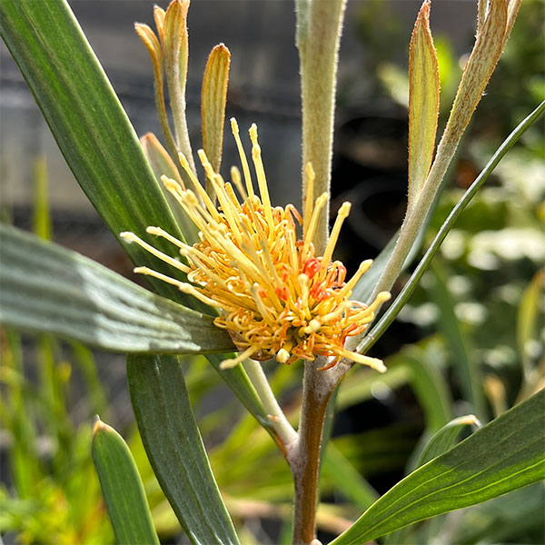 ハケア:シネレア5号鉢植え